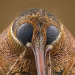 Weevil Face