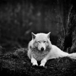 Wolf Picture