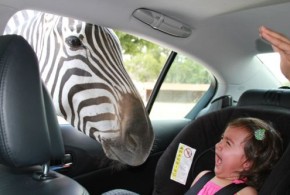 What happens if zebra boos you?